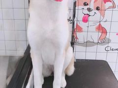 -宠小格时尚宠物生活馆(唐镇店)