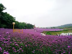 -大塘金香草谷