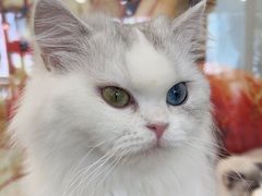 -共舞时光猫咖·狗咖(新街口店)
