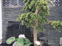 -大榕树下顺德菜(融创茂店)