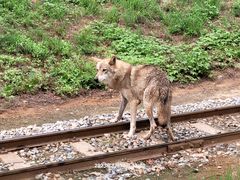 -秦皇岛野生动物园
