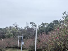 -广东花都湖国家湿地公园