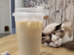 -楼上猫咖(罗湖店)