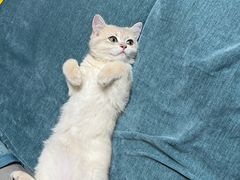 -欣宠猫屋·矮脚拿破仑·蓝金金渐层