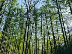 -洛阳白云山景区