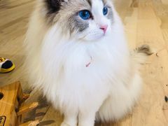 -CAT’S MEWSTAR CAFE·喵星球猫屋(晴湾咖啡店)