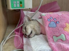 -北京观赏动物医院·24小时大型综合·猫专科·异宠专科