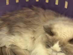 -四月宠物医院·猫专科·心脏专科·内科(转塘店)