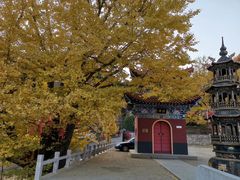 -遵化市禅林寺古银杏风景园