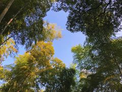 -上海佘山国家森林公园天马山园