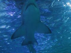 -悉尼海洋生物水族馆