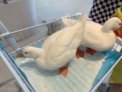 -怪兽屋·羊驼·猫咖·狗咖(俊华广场店)