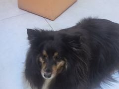 -达爱动物医院·犬猫分区·CT·复杂眼科(远洋山水分院)