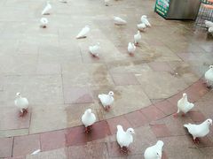 -国色天乡三期陆地乐园