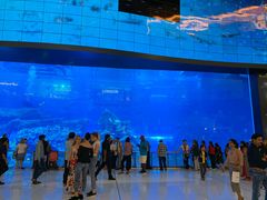 -迪拜水族馆及水下动物园