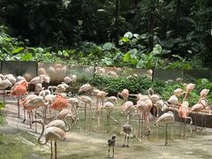-深圳野生动物园