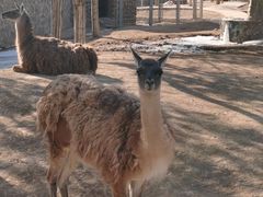 -石家庄市动物园