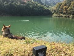 -龙坞茶村