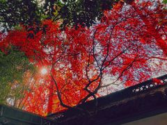 -秋霞圃