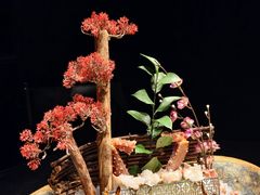 -蟹犇前•帝王蟹雪蟹(陆家嘴店)