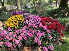 -上海共青森林公园