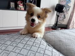 -翊宠yipet猫狗购宠庄园犬舍•猫舍