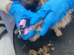 -达爱动物医院·犬猫分区·CT·复杂眼科(远洋山水分院)