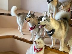-Husky Go! 哈士奇体验馆·宠物咖啡厅狗咖