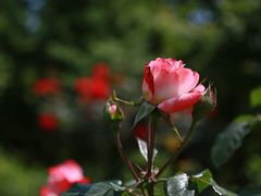 -上海滨江森林公园