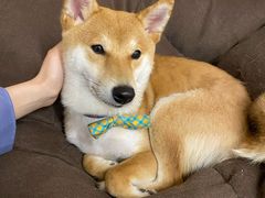 -柴迷FANS CLUB·柴犬狗咖·猫咖