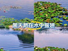 -上海辰山植物园