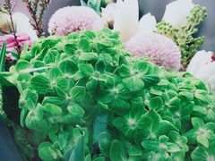 -双季花艺园艺市场(浦东店)