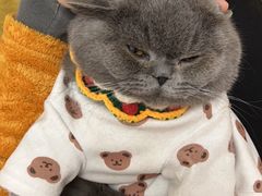 -猫大福·Fortune Cat猫舍(百子湾店)