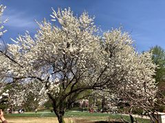 -国家植物园南园