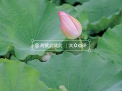 -桂湖森林公园