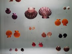 -青岛贝壳博物馆