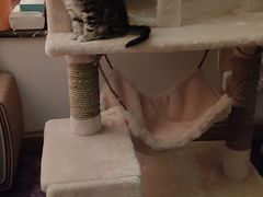 -爱诺耐芙动物医院(万博店)