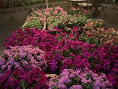 -瓦库茶馆17号(海汇港店)