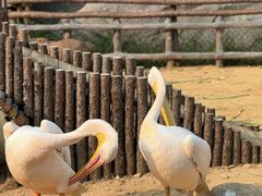 -沈阳森林动物园