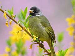 -梧桐山风景名胜区