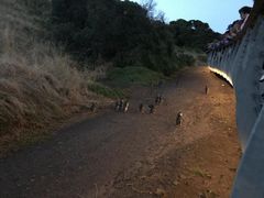-企鹅岛