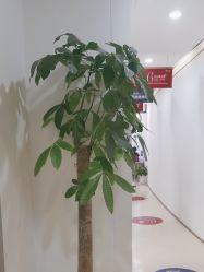 -郑荃丽格医疗美容
