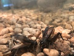 -上海昆虫博物馆