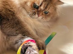 -猫大福·Fortune Cat猫舍(百子湾店)