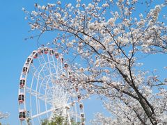 -顾村公园