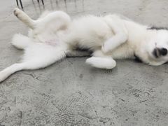-星多哈·狗咖·拼豆·咖啡