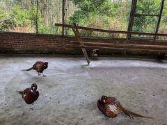 -田园寨农园观光园