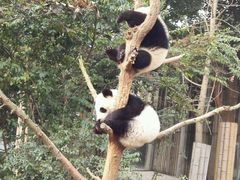 -成都大熊猫繁育研究基地