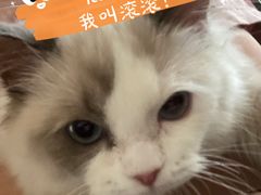 -lincat·猫舍(广州店)