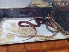 -大学城夜市大排档(凤栖路店)